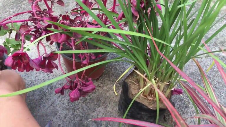 Guía para encontrar tiendas de jardinería en Las Galletas