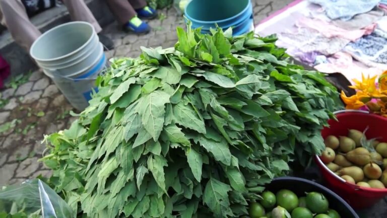 Guía para Encontrar Tiendas de Jardinería en El Fraile