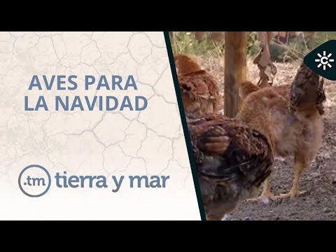Actividades Navide&ntilde;as en Palm-Mar