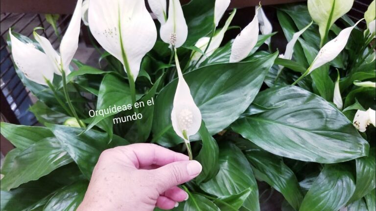 Gu&iacute;a para encontrar tiendas de jardiner&iacute;a en San Miguel de Abona