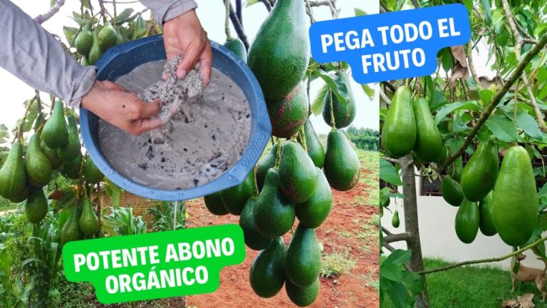 Gu&iacute;a de compra de alimentos ecol&oacute;gicos en San Miguel de Abona